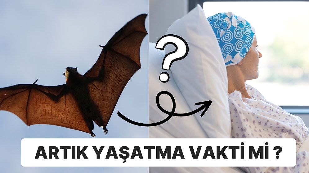 Koronavirüs ile Tüm Tepkileri Üstüne Çeken Yarasalar Kanser Tedavisinde Tıp Dünyasına Yardım Edecek