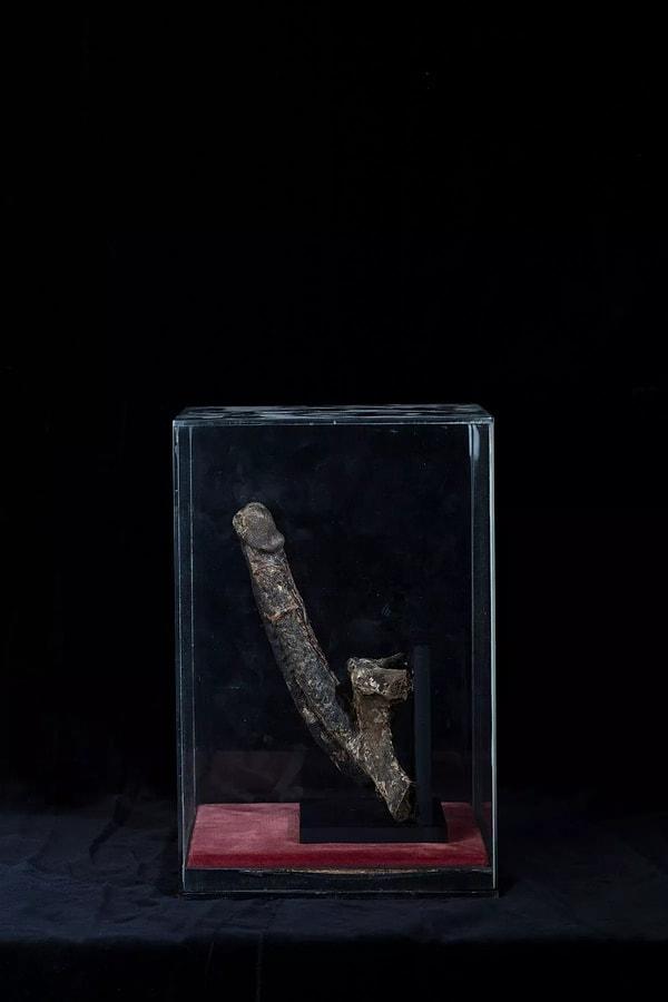 "Rigor Erectus" sergisi olarak bilinen bu sergide iddiaya göre 18. Yüzyılda asılarak öldürülen bir İngiliz adama ait 18 santim uzunluğunda bir penis sergilenmektedir. "Ölüm ereksiyonu" olarak bilinen bir olayı yaşamış bu İngiliz adamın penisi garipliğine rağmen müzenin koleksiyonunda bulunan diğer enteresan eşyaların gölgesinde kalıyor...