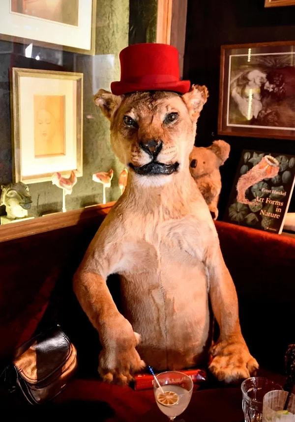 Sayısız doldurulmuş hayvan arasında dikkat çeken şapkalı aslan.