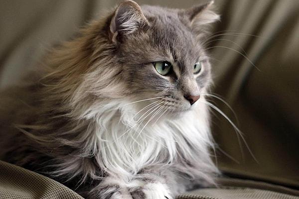Maine Coon!