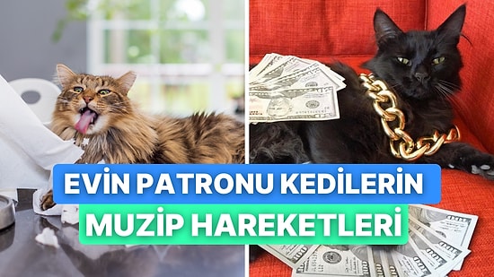 Kedilerin Evde Patronun Kim Olduğunu Göstermek İçin Yaptığı 10 Muzip Hareket