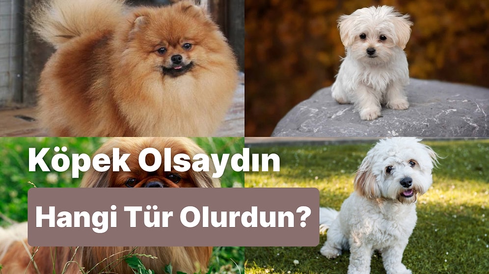 Bir Köpek Olsaydın Hangi Tür Olurdun?