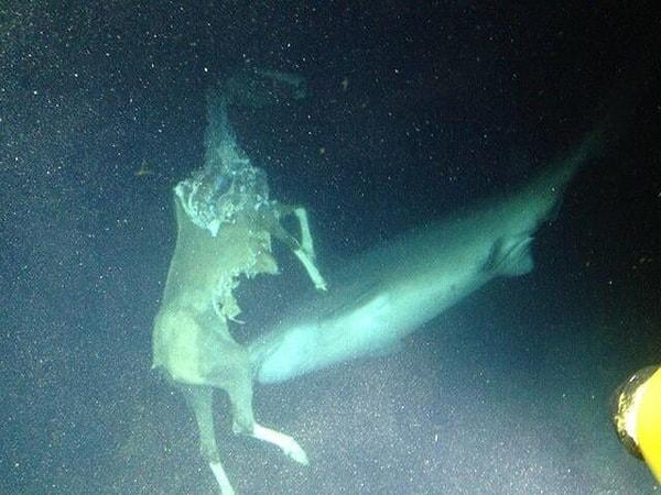 11. Bir atın cesedini hapır hupur yiyen köpekbalığı: