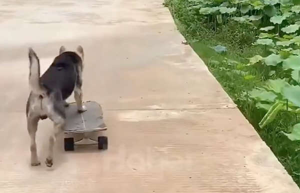 Köpeğin, kaykayını kusursuz bir şekilde kullanması görenleri kıskandırdı.