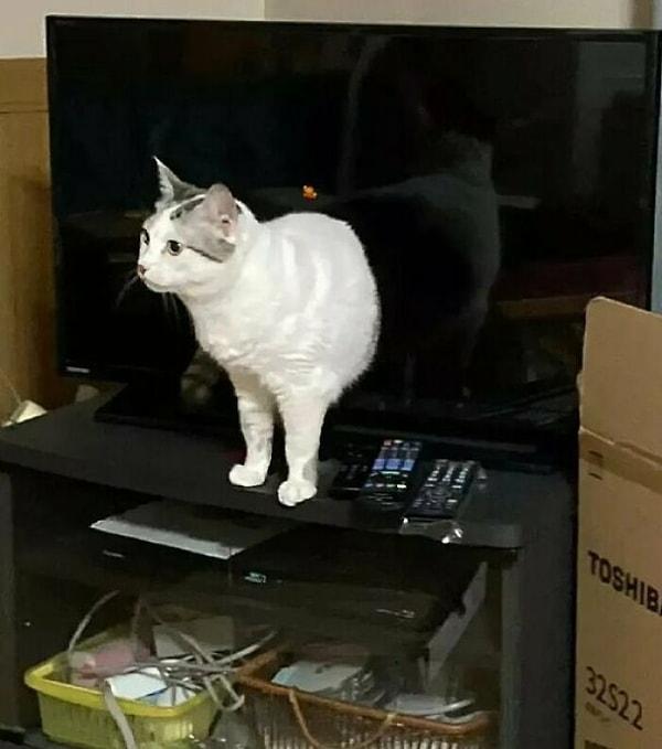 8. Televizyon portalından geçen kedi: