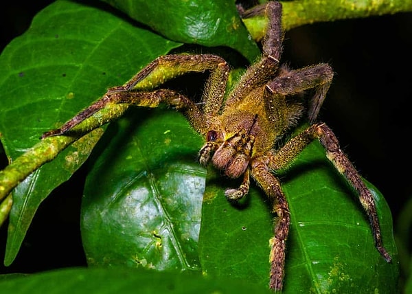 Hatta Güney Amerika'nın birçok ülkesinde muz tarlalarındaki çok görüldüğü için ona "gezgin örümcek" ya da "silahlı örümcek" de deniyor.