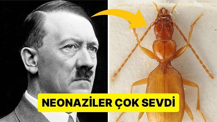 İsmi Ortalığı Karıştıran "Hitler Böceği" Bilim Dünyasında Eşine Az Rastlanan Bir Tartışmayı Alevlendirdi