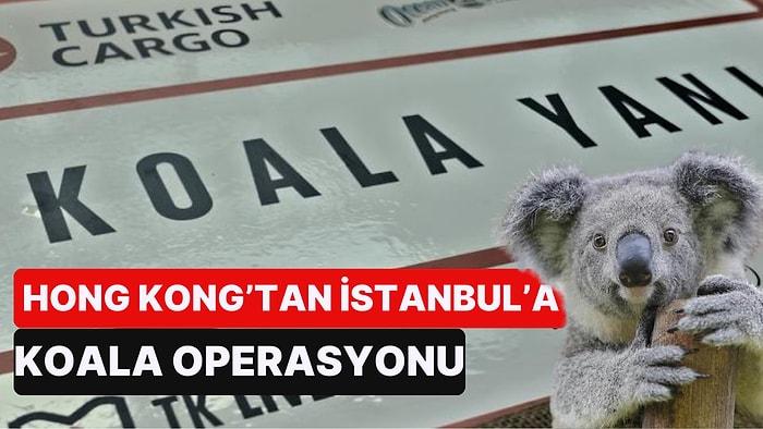 THY'den Sıra Dışı Bir Kurtarma Operasyonu: Nesli Tükenmekte Olan 'Yani' Adlı Koala Uçakla Transfer Edildi