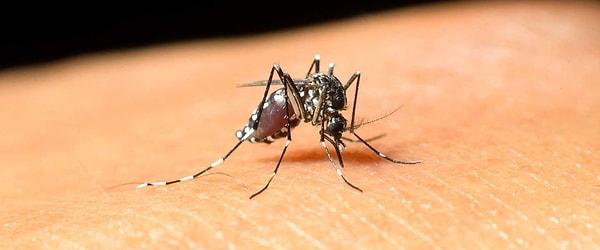 Uganda'da ortaya çıkan hastalık, genelde Eylül-Haziran ayları arasında yayılım sağlıyor. Sivrisinekler tarafından yayıldığı belirtilen virüs bu sayede hızlıca bulaşabiliyor.