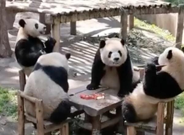 Dört pandanın, insanlar gibi bir masanın başında oturup yemek yediği görüntüler sosyal medyada viral oldu.