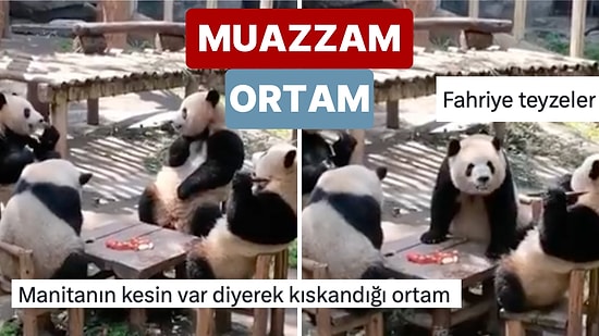 Bir Masanın Başında İnsanlar Gibi Oturup Yemek Yiyen Dört Pandanın Görüntüsü Sosyal Medyada Beğeni Topladı