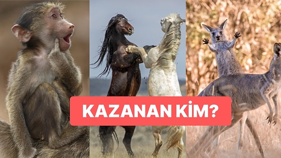 2023 Komik Vahşi Yaşam Fotoğrafları Finalistleri Akşamınızı Neşelendirecek