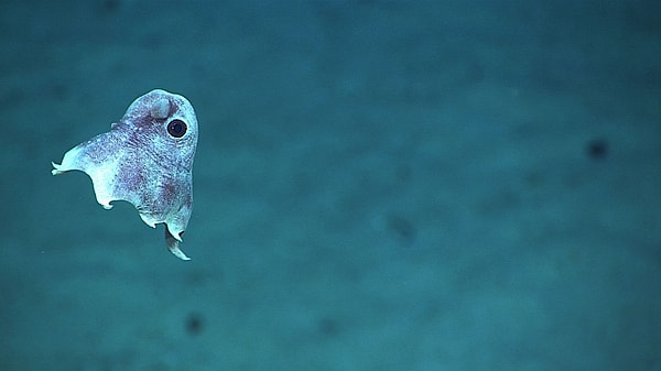 Bu ilginç ahtapot cinsi yaygın olarak derin deniz tabanlarında, 3 bin ila 4 bin metre derinliklerde yaşarlar.