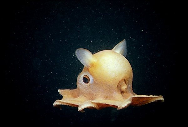 Henüz keşfedilmeyen daha birçok özelliği barındırdığı düşünülen bu etkileyici canlılar, derin denizlerin en büyük gizemlerinden biri.