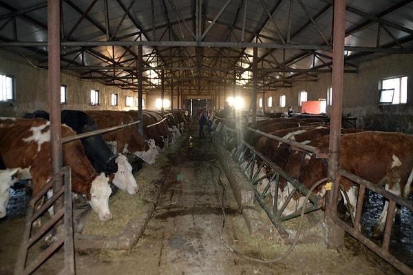 Fabrika çiftçiliğinde antibiyotik kullanımının, tüketilen etler aracılığıyla insanlarda potansiyel bir problem oluşturduğu belirlendi.