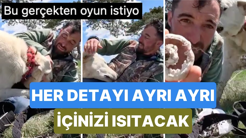 Bir Çobanın Köpeği ile Geçirdiği Sevimli Anları Kaydettiği Video Her Detayıyla İçinizi Isıtacak