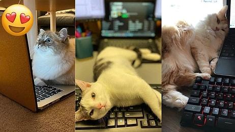 Klavye Delikanlılığının Kitabını Yazan Kedilerin Bu Fotoğraflarını Görünce Gözlerinizden Kalpler Fışkıracak!