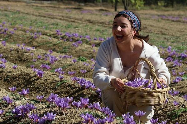 UNESCO Dünya Miras Listesi’nde yer alan Karabük’ün Safranbolu ilçesi ile özdeşleşen ve "dünyanın en pahalı baharatı" olarak adlandırılan safranın hasadı "7. Safran Festivali" ile birlikte yapılacak.