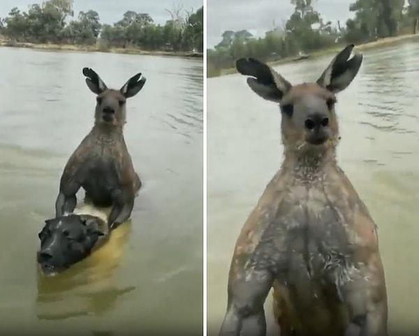 Elinde kamera ile kanguruya yaklaşan ve köpeğini kurtarmak isteyen adam beklemediği bir tepki ile karşılaştı.