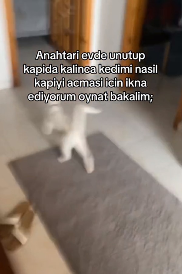 Birkaç saniye içerisinde kedi kapıyı açtı. Sahibinin o an yaşadığı şaşkınlık ve sevinç ise kameralara yansıdı.