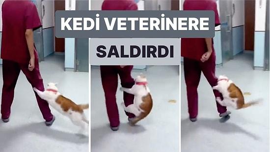 Aşı İçin Veterinere Götürülen Kedi Aşısını Yapacak Olan Veterinere Saldırdı