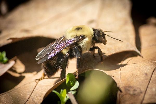 1. Marangoz Arısı sokması Schmidt Acı Endeksi üzerinden 1 puanla duruyor. Bu arının sokması daha çok güneşli bir gündeki yanık gibi bir acı veriyor.