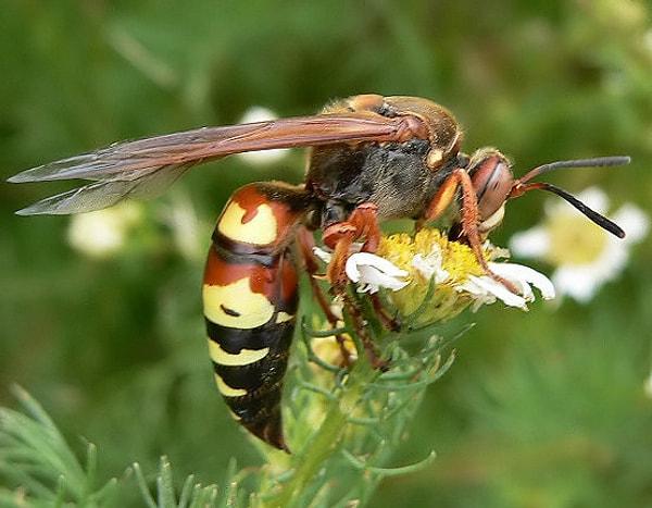 5. Batı Ağustosböceği Katili Arılarının boyutlarına ve korkutucu görünümlerine rağmen iğneleri aslında oldukça uysaldır.