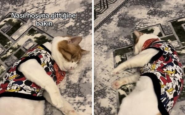 "minnakınanası" isimli TikTok kullanıcısı görme engelli kedisini sevdiği anlar takipçileriyle paylaştı.