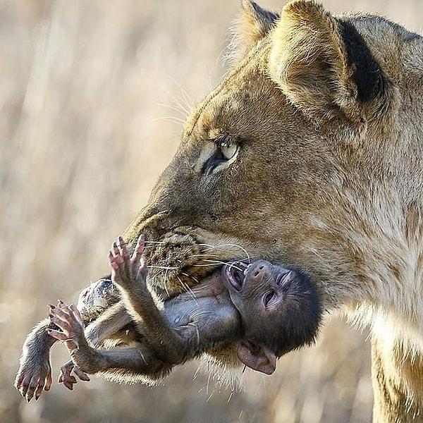4. Bir aslanın öğle yemeği olmasına az kalmış bu bebek babun: