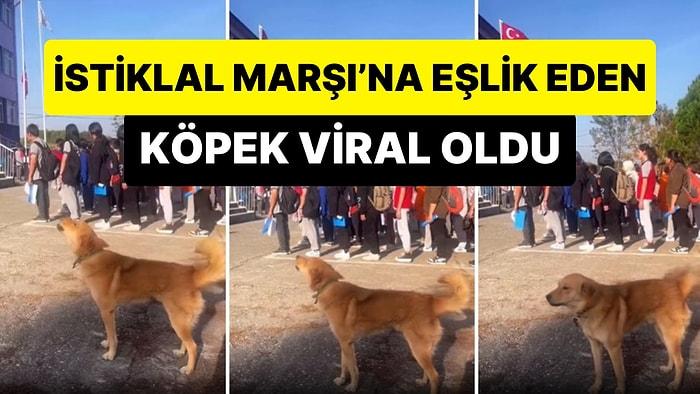 İstiklal Marşı'na Eşlik Eden Köpeğin Viral Olan Anları