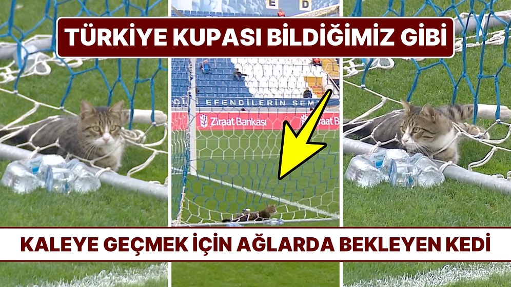Kalecinin Performansını Beğenmeyen Kedinin Kale Ağlarında Maçı İzlediği Aşırı Tatlış Anlar