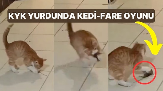 Öğrenciler 'Esir Kampından Farksız' Diyerek İsyan Etti! KYK Yurdunda Kedi-Fare Oyunu