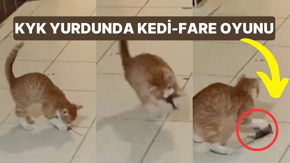 Öğrenciler 'Esir Kampından Farksız' Diyerek İsyan Etti! KYK Yurdunda Kedi-Fare Oyunu