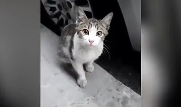 Twitter’da bugün en çok paylaşılan videonun başrolünde bir kedi vardı.