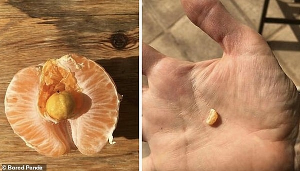 Portakalın yavrusu mini portakal.