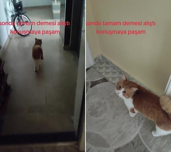 O görüntülerde Paşa isimli bir kedinin evden çıkarak gezmeye gittiği anlar görülüyor.