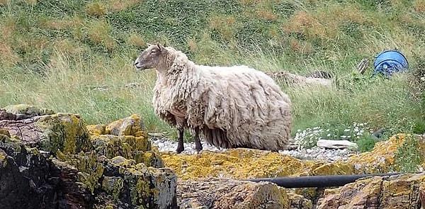 İki yılı aşkın süredir Cromarty Firth uçurumunun eteklerinde mahsur kalan koyun kurtarıldı!