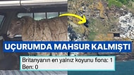 Britanya'nın "En Yalnız Koyunu" İki Yılın Ardından Sonunda Kurtarıldı