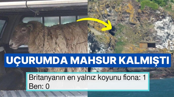 Britanya'nın "En Yalnız Koyunu" İki Yılın Ardından Sonunda Kurtarıldı
