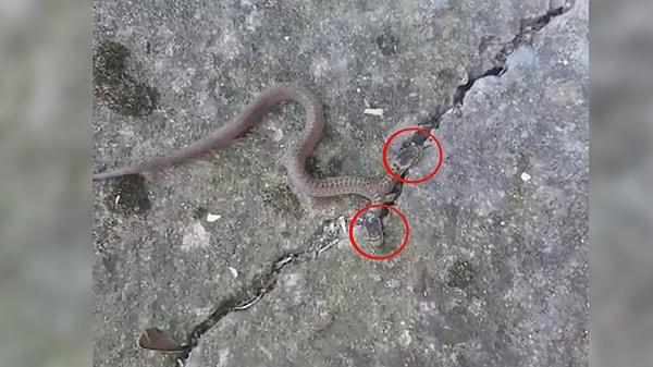 Birlik Mahallesi'nde yaşayan bir çiftçi, evinin önündeki beton zeminde çift başlı bir yılanın süründüğünü fark etti. Şaşkına dönen çiftçi, doğada oldukça nadir rastlanan 50 santimetre uzunluğundaki 'Colubridae' familyasından çift başlı yılanı, cep telefonu kamerasıyla görüntüledi. Zehirsiz olduğu öğrenilen hayvan bir süre sonra çimenlik alana yönelerek, gözden kayboldu.