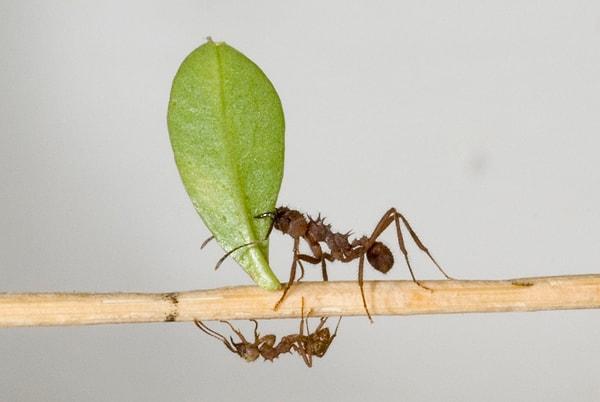 Belki de en ünlü olanı, Atta ve Acromyrmex cinslerindeki yaprak kesici karıncalar, vücut ağırlıklarının 10-50 katını taşıyabilirler - bu muhtemelen muhafazakar bir tahmindir.