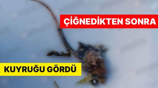 Mide Bulandıran Olay! Ispanak Yemeğinin İçinden Fare Çıktı: İşçiler Tehdit Edildi