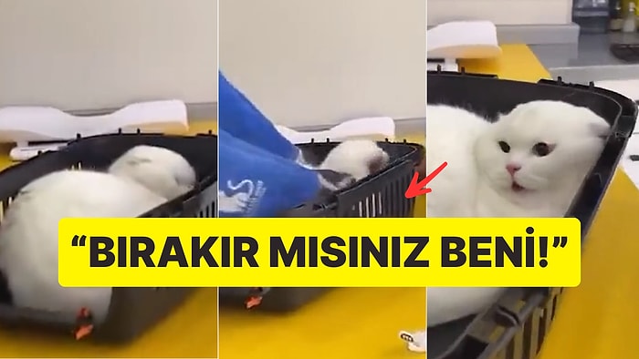 Veteriner Korkusu Olan Kedi Klinikte Adeta Çığlık Attı