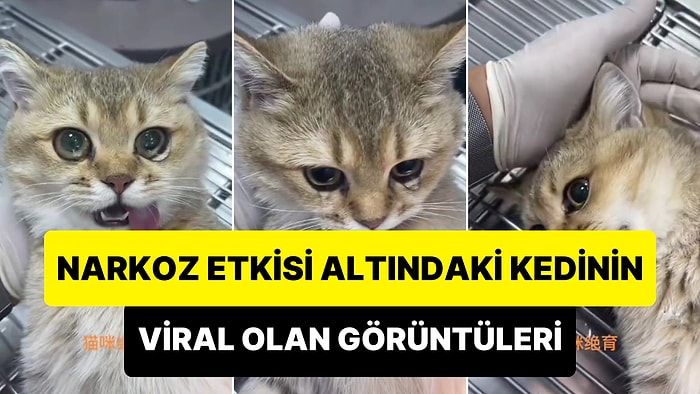 Narkoz Verilen Kedinin Gözyaşlarını Görünce 40 Parçaya Bölüneceksiniz!