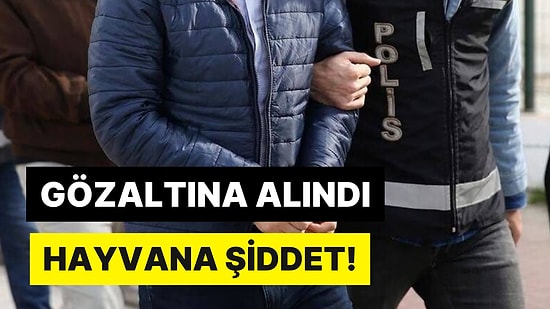 Kırıkkale'de Dehşet: Sokak Köpeğini Öldürdü