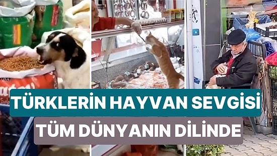 Türklerin Hayvan Sevgisi Tüm Dünyanın Dilinde: "Türkiye Hayvanlar İçin Cennet"