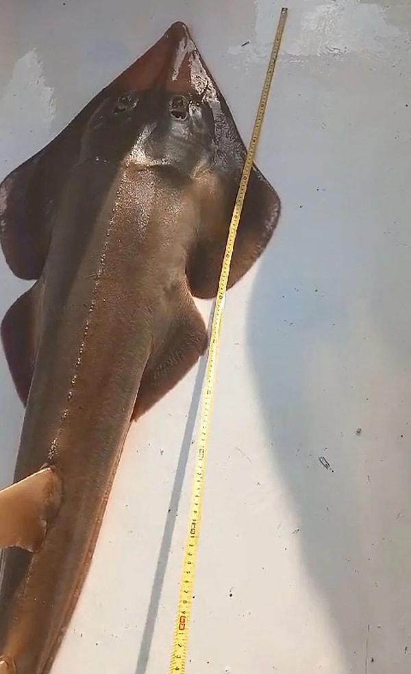 Avlanması yasak olan balık türü, geçen günlerde Antalya'nın Manavgat ilçesi açıklarında balıkçıların ağına takıldı. Tekneye çıkarılan 170 santim boyundaki balığın kilosu da ölçülüp balıkçı tarafından tekrar denize bırakıldı.