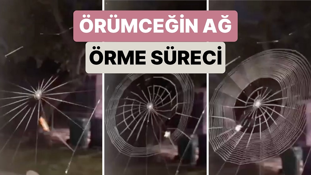 Bir Örümceğin Ağ Ördüğü Anlar Hızlı Çekimle Anbean Kaydedildi
