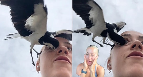 TikTok'da viral olan görüntülerde siyah beyaz bir kuşun, fenomen Sarah Jade'in aniden yüzünün sağ tarafına yaklaştığı ve gözünü hedef aldığı görüldü.