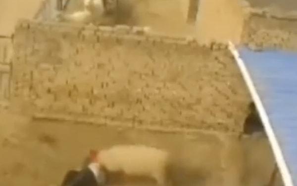 Olayla ilgili araştırmaların başlaması üzerine güvenlik kamerası görüntülerine bakıldığında çobanı öldürenin, ahırdaki koçlardan biri olduğu görüldü.